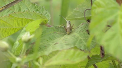 Green Grasshopper Turning Around on a Leaf in 4K Slow Motion Stock Footage 341589660