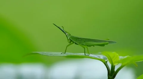 Green grasshopper use foreleg scratch its antenna Stock Footage 53403292