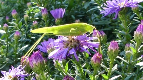Green grasshopper on violet autumn flowers on garden on October 2 2017 in Poland Stock Footage