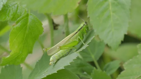 Green Grasshopper Walking Away on a Leaf in 4K Slow Motion Stock Footage 341577839