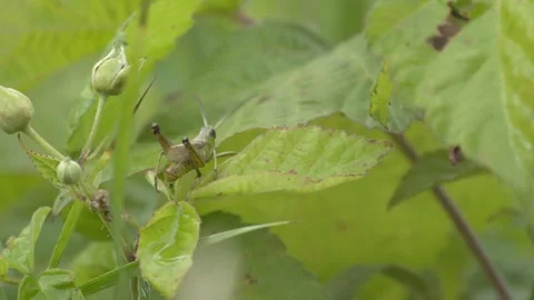 Green Grasshopper Walking Away on a Leaf in 4K Slow Motion Stock Footage 341589210