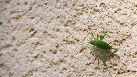 Green Grasshopper walking on a coating surface at the garden. Video stock 115093018