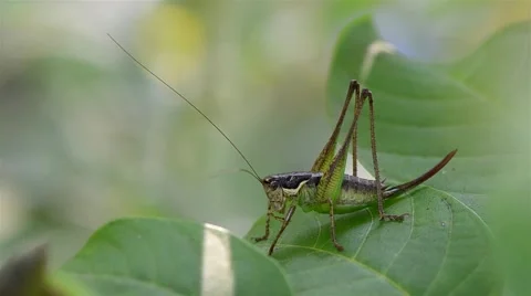 Green grasshopper walks on the leaves 動画素材 45800404