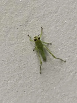 Green Grasshopper on a Wall Stock Photos