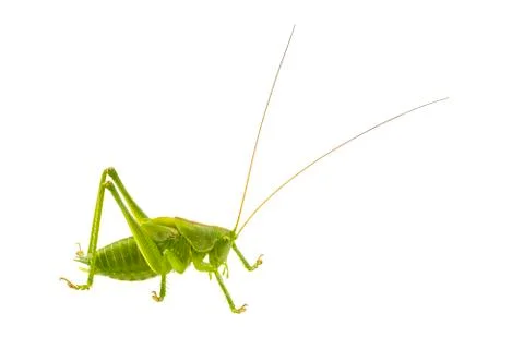 Green grasshopper on a white background Stock Photos