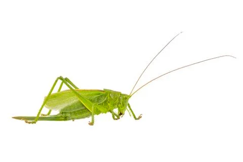 Green grasshopper on a white background Stock Photos