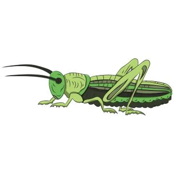 Green grasshopper on a white background. vector illustration. Hand drawing. Stock Illustration
