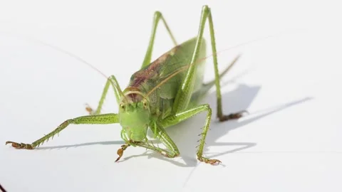 Green Grasshopper on White Surface Stock Footage 284108117