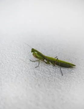 Green Grasshopper on a white wall Stock Photos