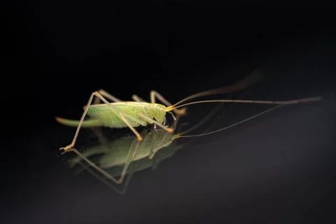 A green grasshopper is on a windshield and eats the remains of insects Stock Photos