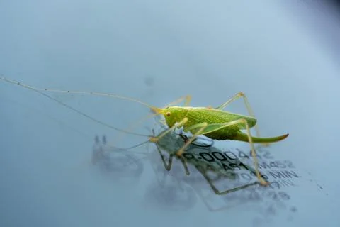 A green grasshopper is on a windshield and eats the remains of insects Stock Photos