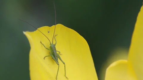 Green grasshopper on a yellow tulip Vídeo Stock 35463008