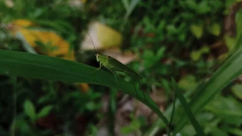 Green grasshoppers Stock Footage 258776151