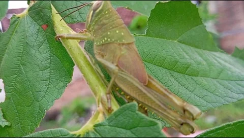 Green grasshoppers Stock Footage 270515299