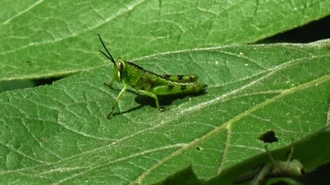Green grasshoppers Stock Footage 303996823