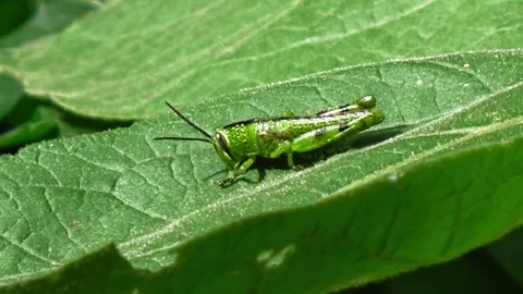 Green grasshoppers Stock Footage 303996854
