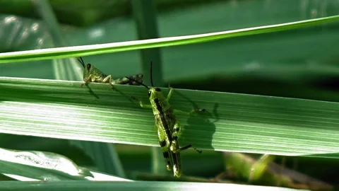 Green grasshoppers Stock Footage 304081465