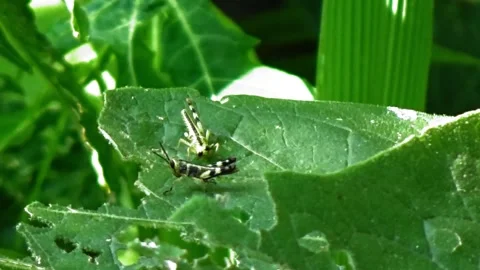 Green grasshoppers Stock Footage 304081568