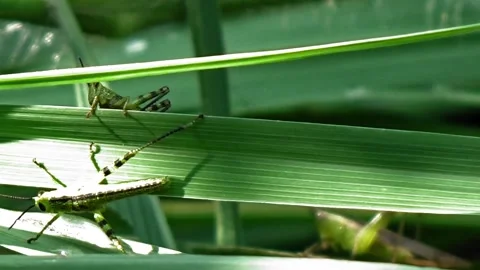 Green grasshoppers Stock Footage 304082678