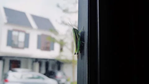 Green grasshoppers on the window 스톡 동영상 319419080