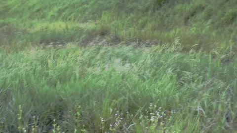 Green grassland blown by the wind Stock Footage 131105042