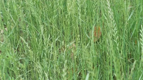 The green grassland is in the breeze Stock Footage 241550685
