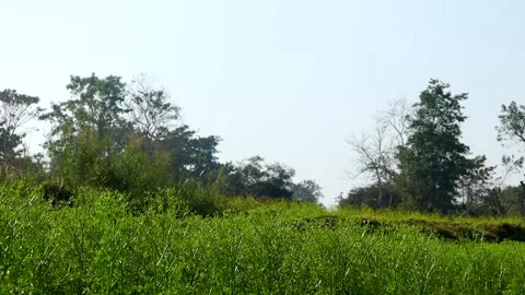Green grassland with trees under clear sky Stock Footage 327179815