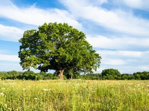 Green grassplot and large oak tree on summer day Stock Photos
