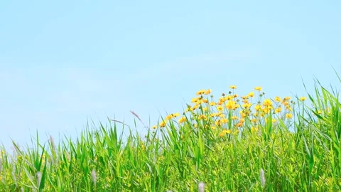 Green Grassy Field Blowing By Wind in Early Summer, Fresh Nature Image Stock Footage 155213871