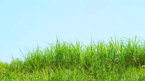 Green Grassy Field Blowing By Wind in Early Summer, Fresh Nature Image Stock Footage 155283710