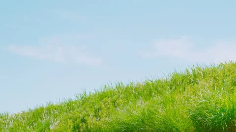 Green Grassy Field Blowing By Wind in Early Summer, Fresh Nature Image Stock Footage 155283890