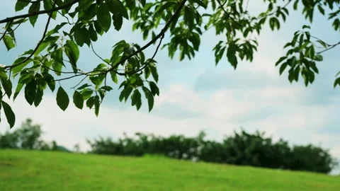 Green grassy hill with overhanging tree branches under a bright summer sky Video stock 342231486