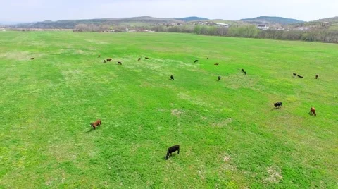 Green Grassy Meadow With Herd Of Cows Stock-Footage 63324731