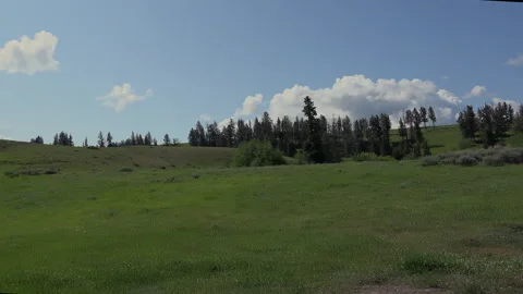 Green, grassy meadow in high country of Yellowstone Park, 4K. Stock Footage 312071253