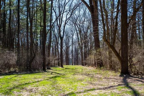Green grassy path leads through bare tall trees with green buds in woods Foto stock