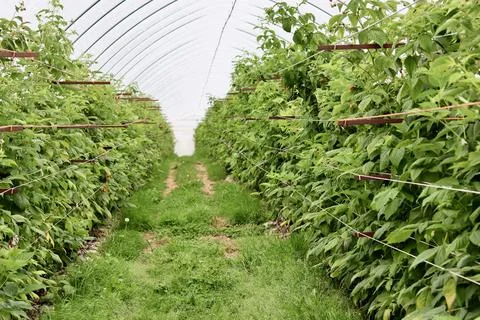 A green grassy path runs between long rows of raspberry canes supported by .. Stock Photos