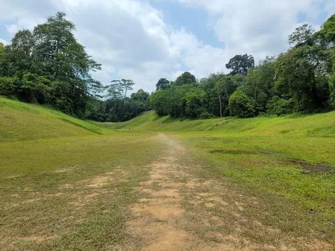 Green grassy path winds through lush forested area Stock Photos