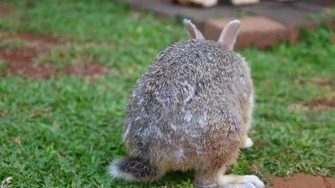 In the green grassy rabbit park Stock Footage 265933523