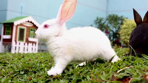 In the green grassy rabbit park there are several cute rabbits in the area Stock Footage 265933844