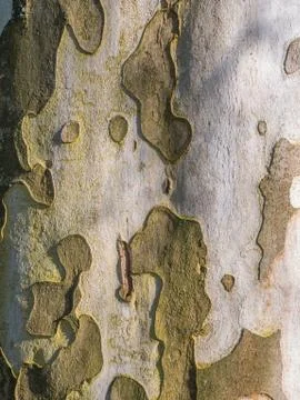 Green gray Tree bark with shadow texture Fotos Stock