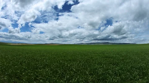 Green green blowing in the wind Stock Footage 60793468