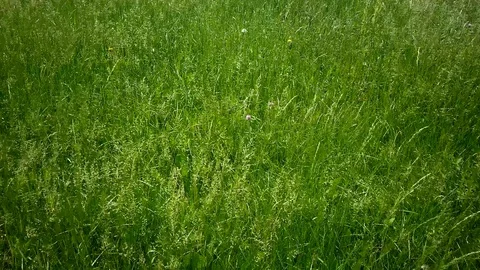 Green Green Grass Stock Footage 96954058
