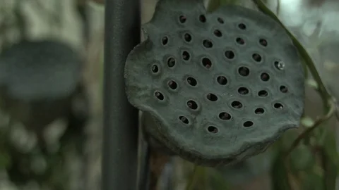 Green, green vine on a metal arch Stock Footage 123684553