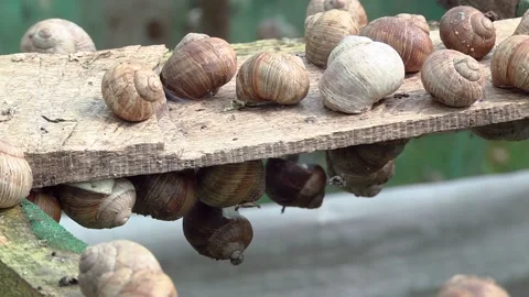 Green grid. Grape snails crawl on an old board. Agriculture Video stock 115520240