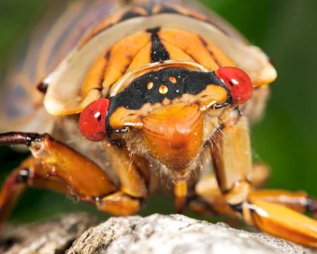 Green grocer cicada 写真素材