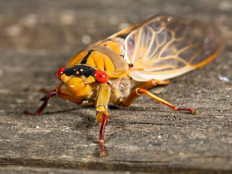 Green grocer cicada Stock Photos