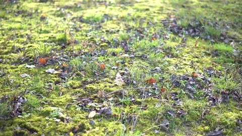 Green Ground Cover ground Forest  Stock Footage 81720141