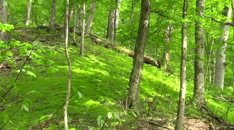 Green ground cover on hill in the forest scenic Stock Footage 50054099