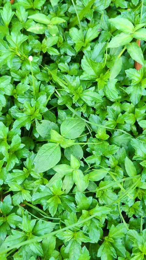 Green Ground Cover Plants, Dense Foliage Texture, Fresh Natural Vegetation .. Video stock 336919294