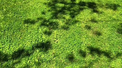 Green ground cover plants with tree shadows swaying in wind Stock Footage 339270539